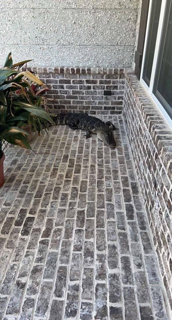 ABD’de polis timsahı elleriyle nehre götürdü