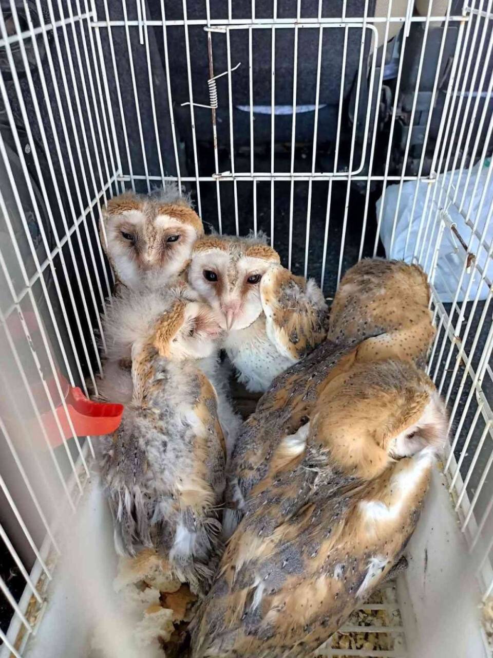 Yuvası bozulmuş paçalı baykuş ailesi koruma altına alındı