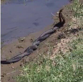 Bingöl’de 1,5 metrelik yılanların dansı görüntülendi