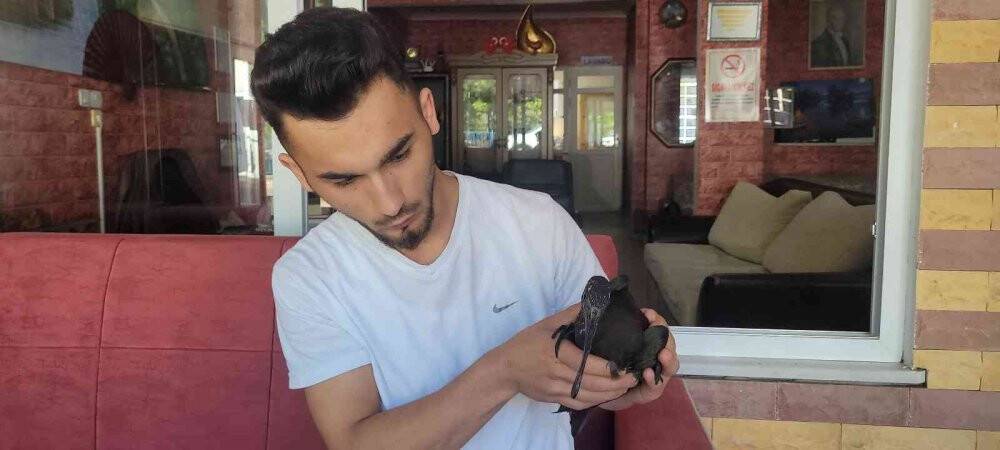 Kedilerin yaraladığı nesli tükenmekte olan ’kelaynak’ koruma altına alındı