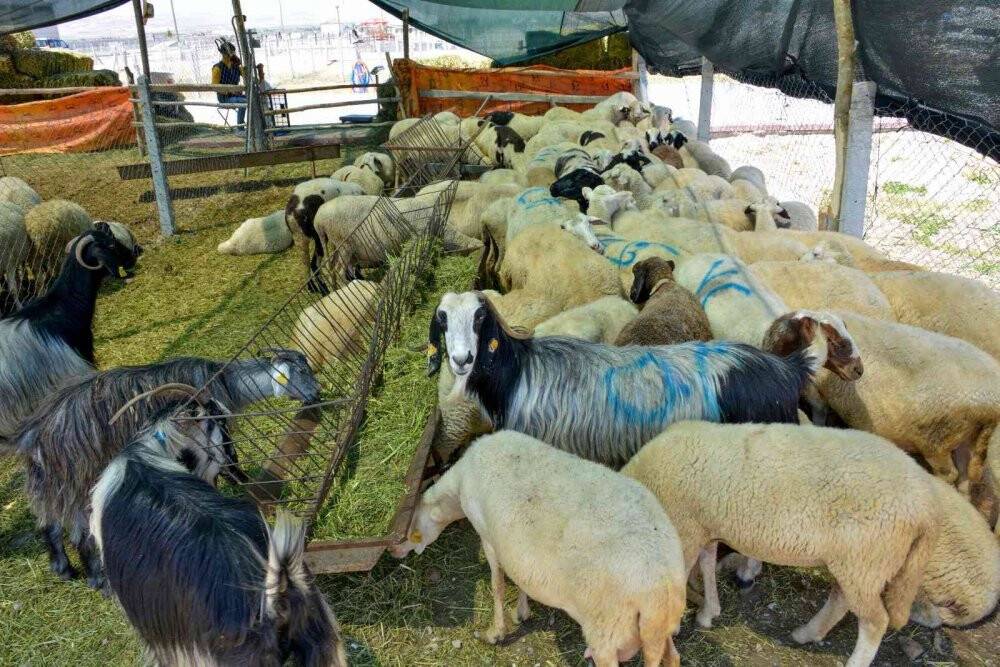 Meram Kurban Bayramı'na hazır