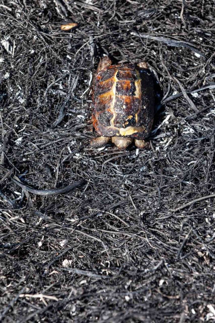 Otluk alanda çıkan yangın korkuttu