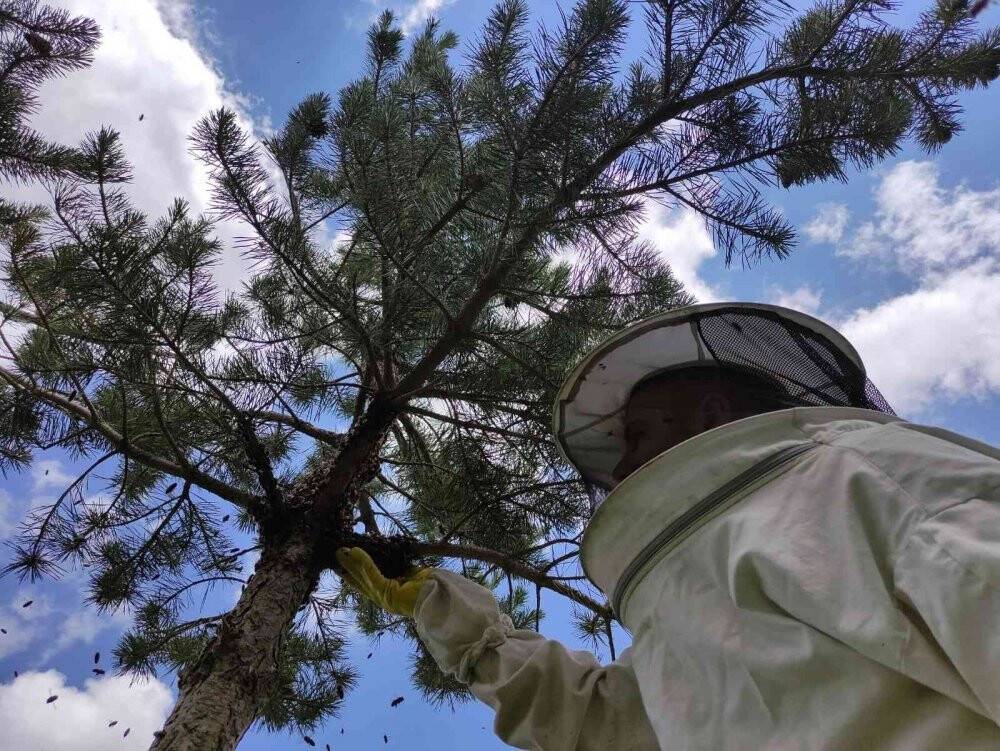 Arı kolonisi firarda