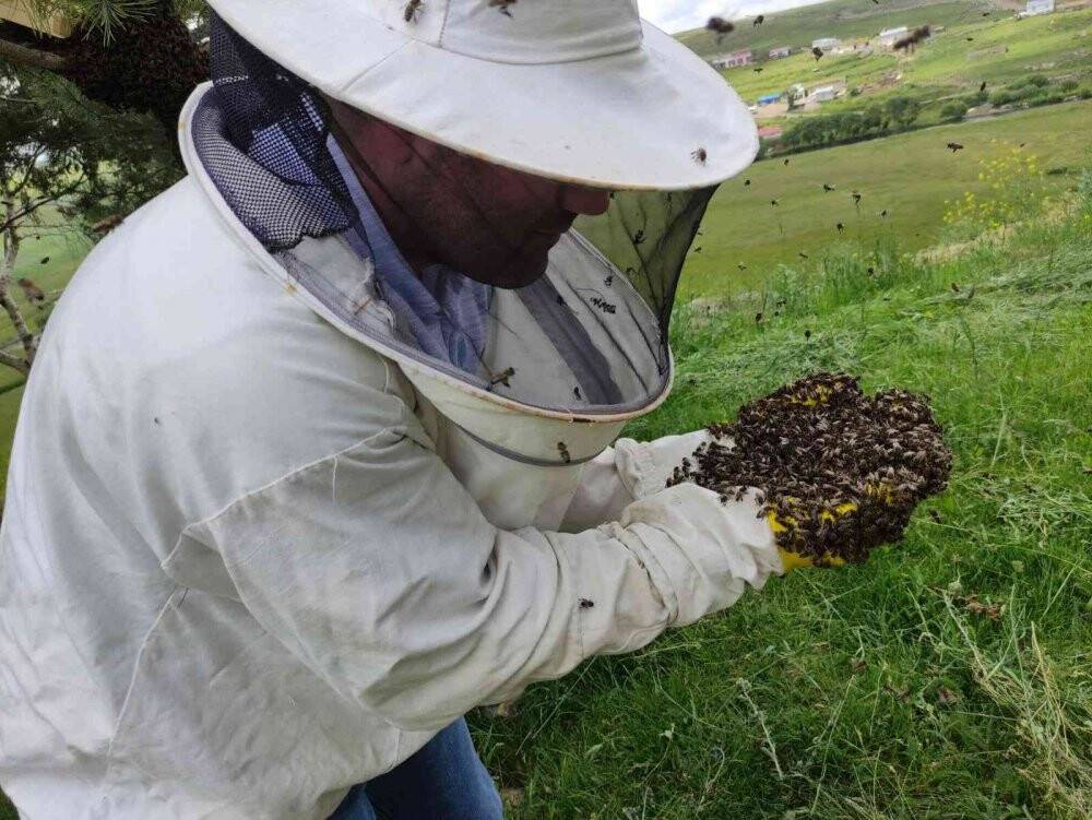 Arı kolonisi firarda