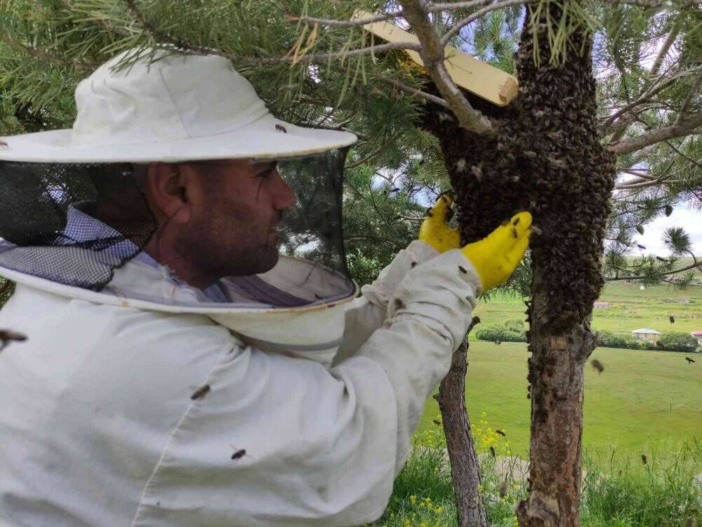 Arı kolonisi firarda