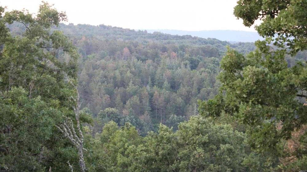 Edirne’de orman yangını kontrol altına alındı