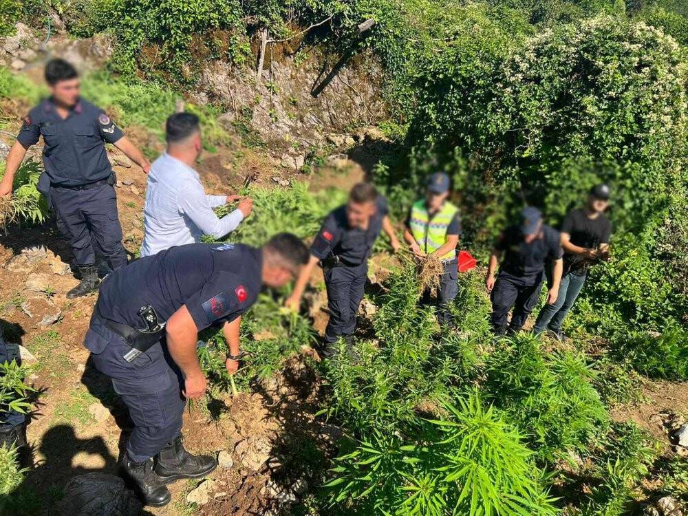 Fındık bahçesini uyuşturucu tarlasına çevirmişlerdi, jandarma yakaladı