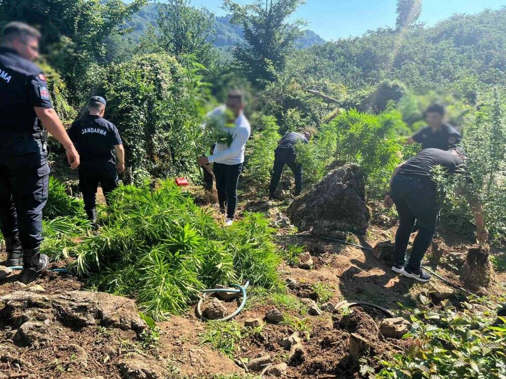 Fındık bahçesini uyuşturucu tarlasına çevirmişlerdi, jandarma yakaladı