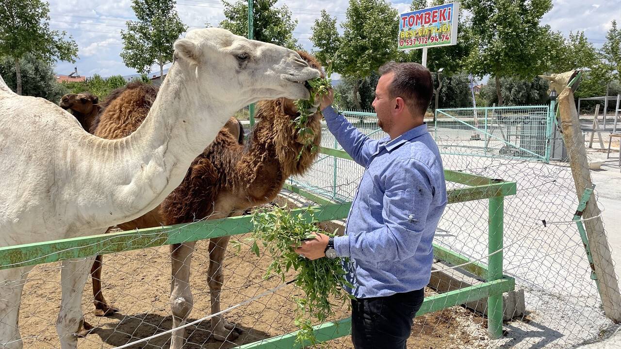 aa-20220707-28353703-28353698-konyali-besici-ciftliginde-hobi-amacli-deve-besliyor.jpg