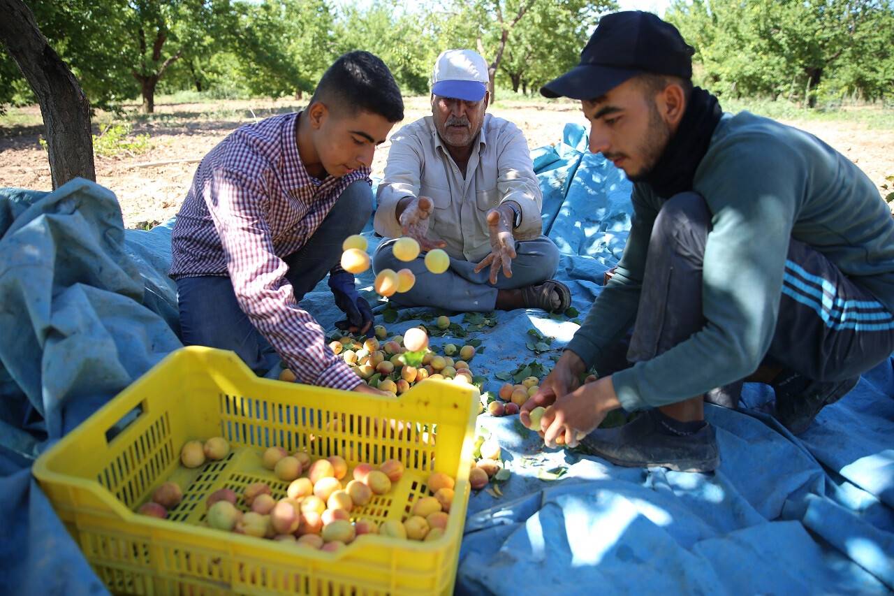 aa-20220707-28355037-28355021-malatya-kayisida-hedeflenen-rekolteyi-yakalamak-istiyor.jpg