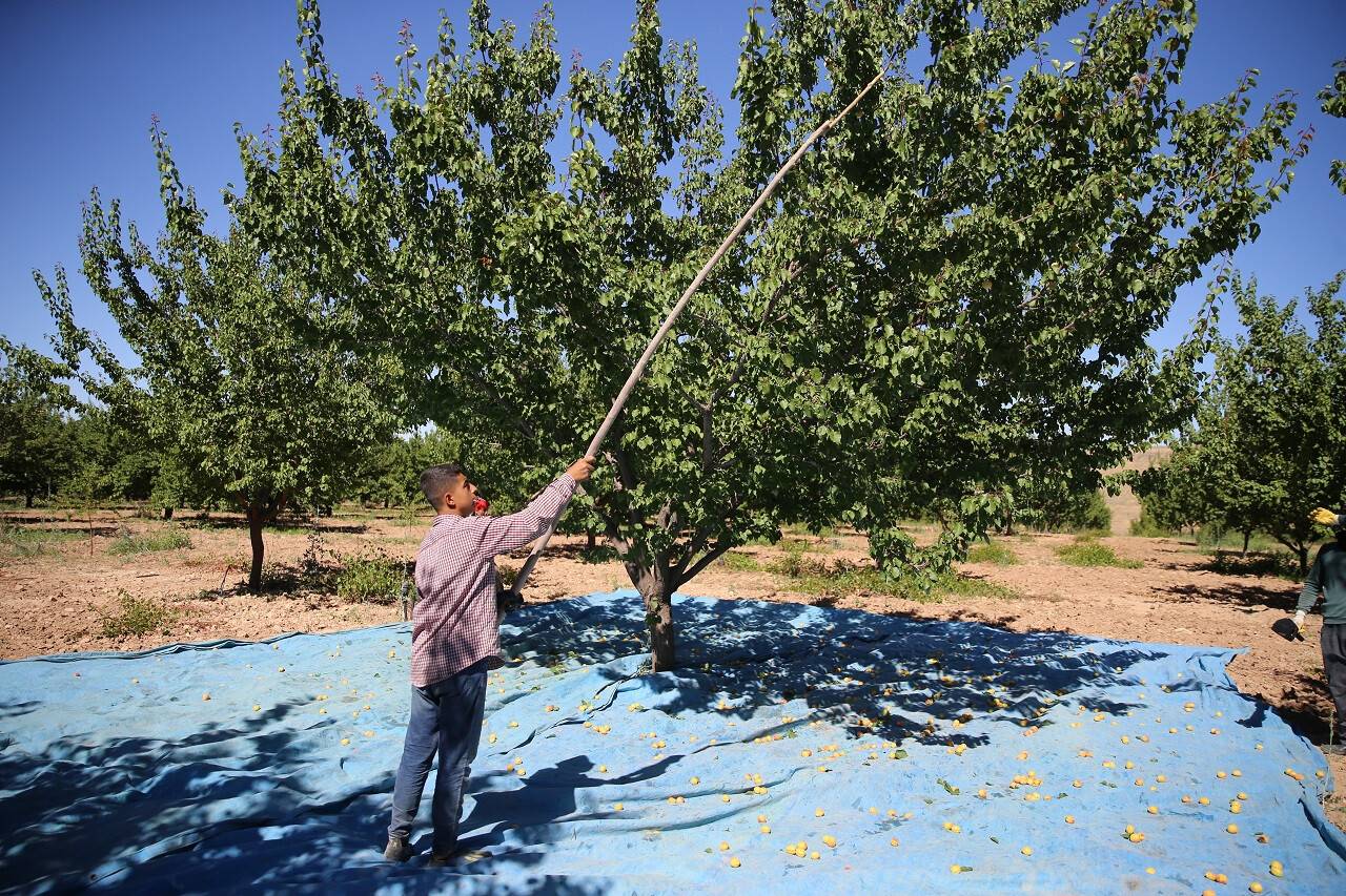 aa-20220707-28355037-28355025-malatya-kayisida-hedeflenen-rekolteyi-yakalamak-istiyor.jpg