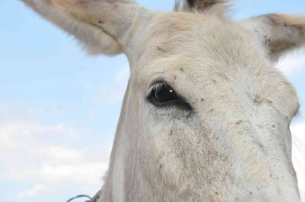 Eşekler birincilik için yarıştı
