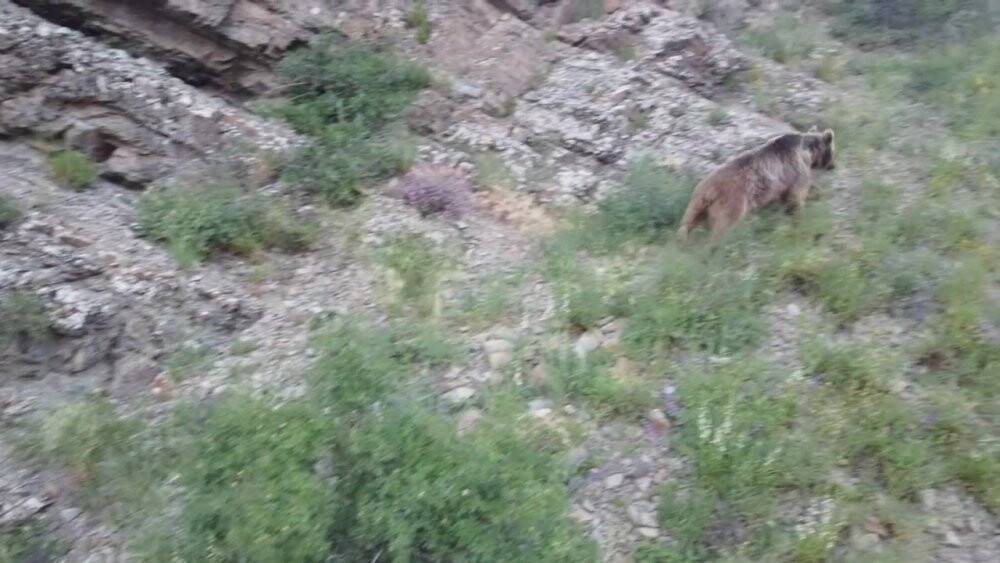 Tosunu yiyen ayıyı dron ile kovaladı