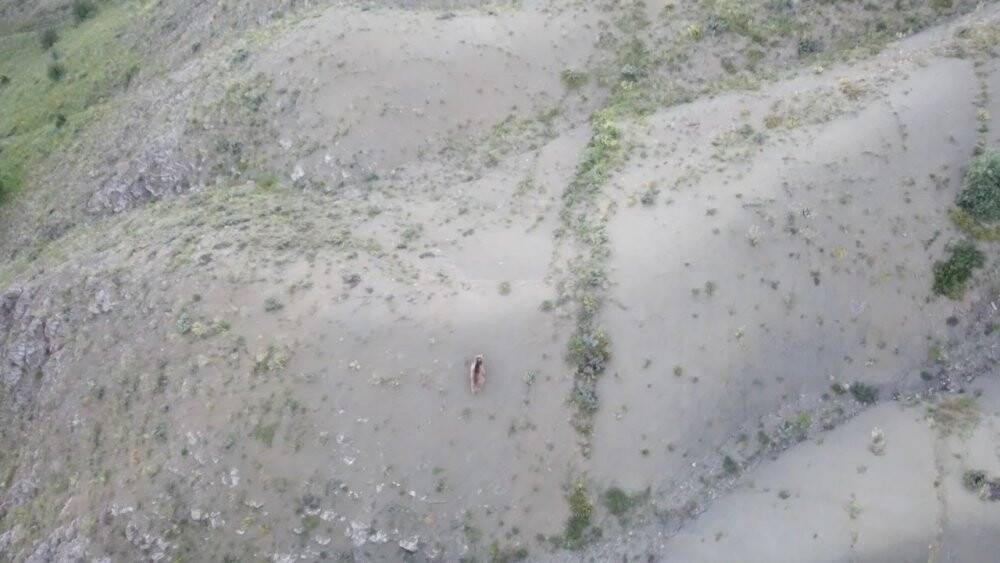 Tosunu yiyen ayıyı dron ile kovaladı