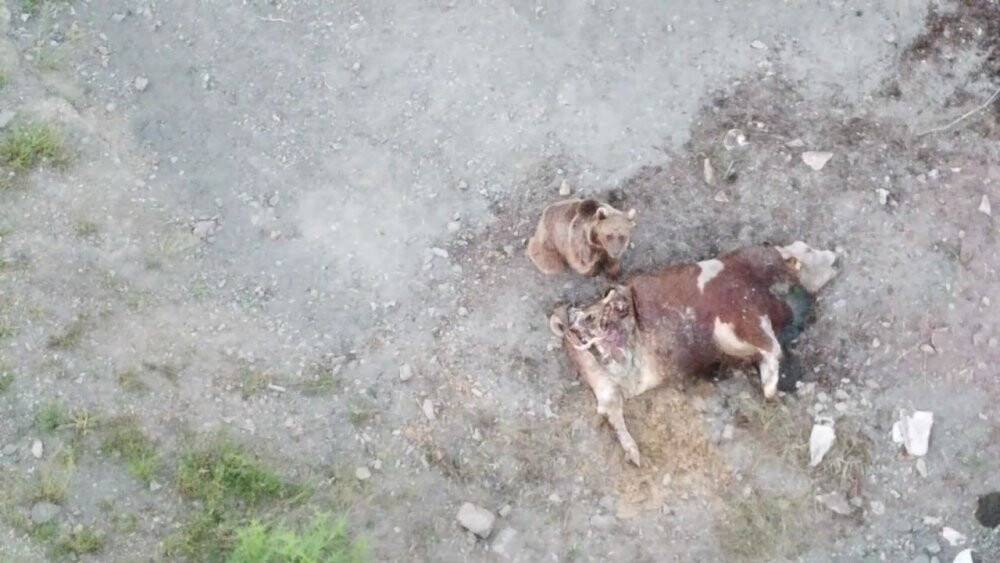 Tosunu yiyen ayıyı dron ile kovaladı