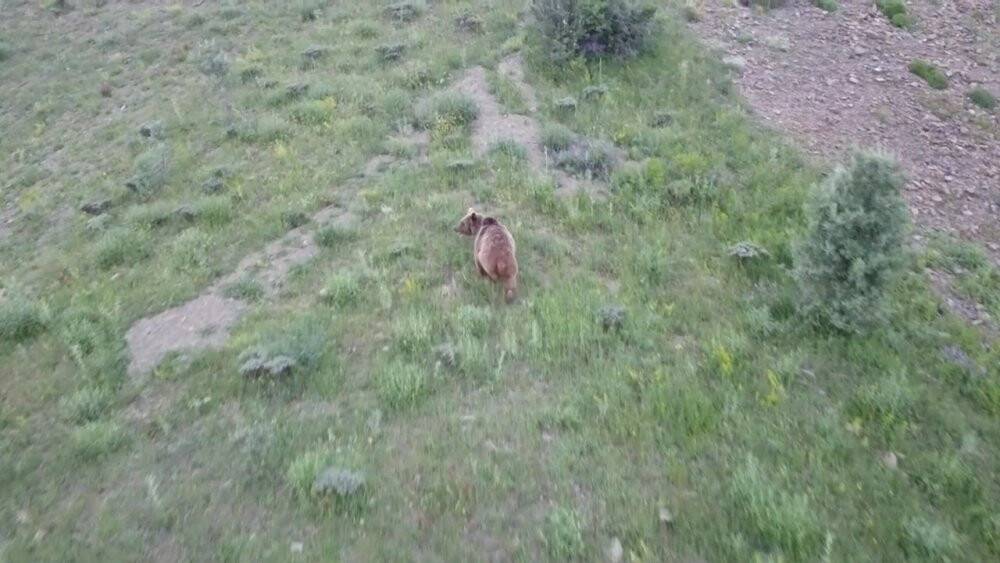 Tosunu yiyen ayıyı dron ile kovaladı