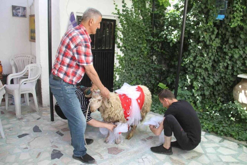 Nişanlıya süslü koç hediyesi