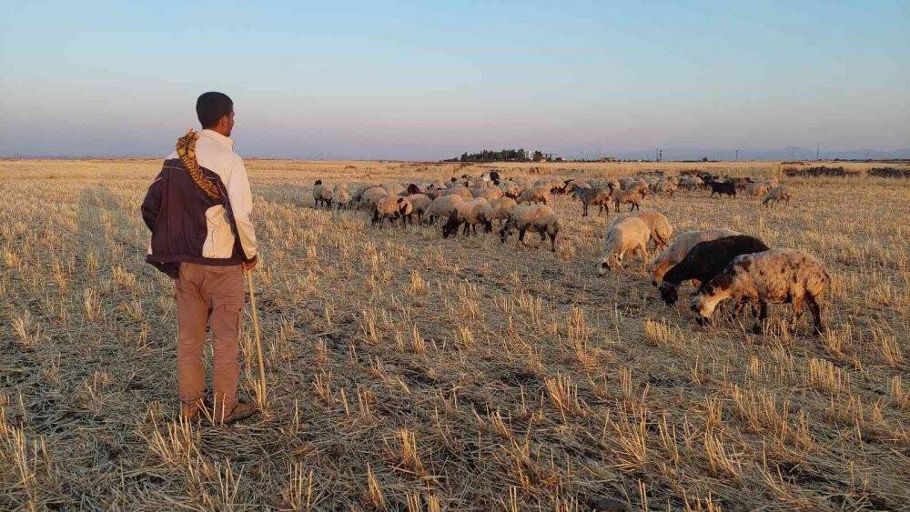 Bayramı da koyunlarla geçiriyorlar
