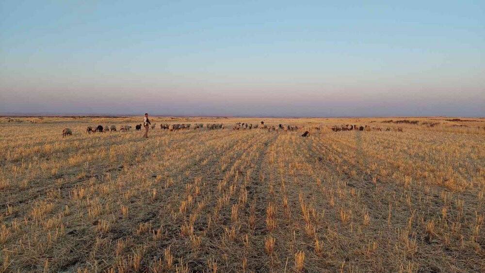 Bayramı da koyunlarla geçiriyorlar