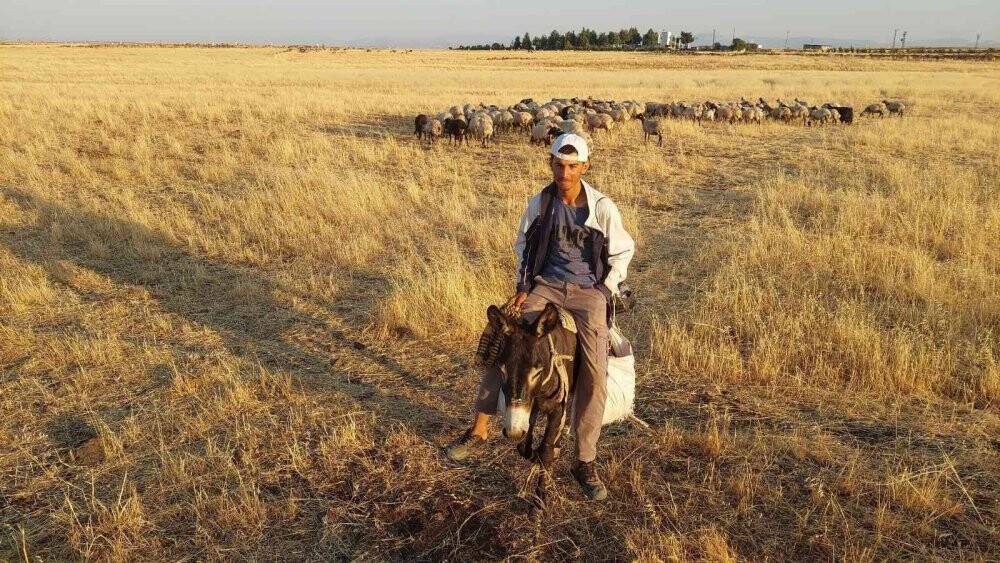 Bayramı da koyunlarla geçiriyorlar