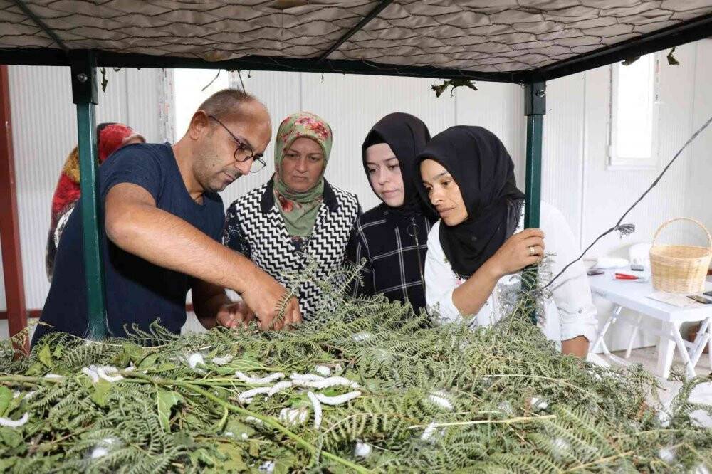 İpek Böceği Besleme Evi projesinde ilk koza hasadı yapıldı