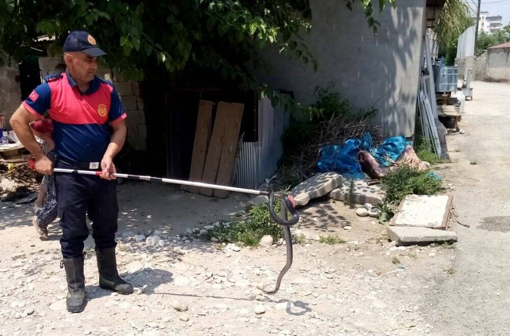 Osmaniye’de eve giren yılanı itfaiye yakaladı