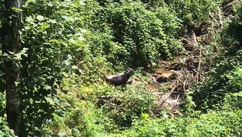 Rize’de kaçan boğa sahibini hastanelik etti