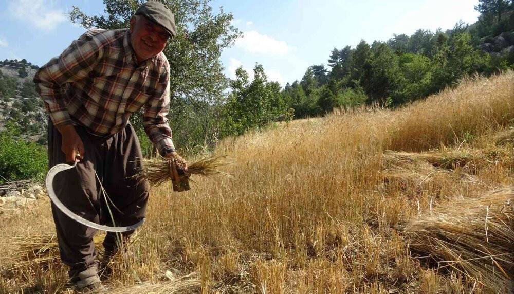 Binlerce yıllık geçmişi olan siyez buğdayını Kozan’da yetiştirdi