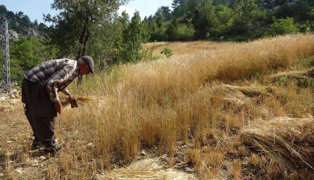 Binlerce yıllık geçmişi olan siyez buğdayını Kozan’da yetiştirdi