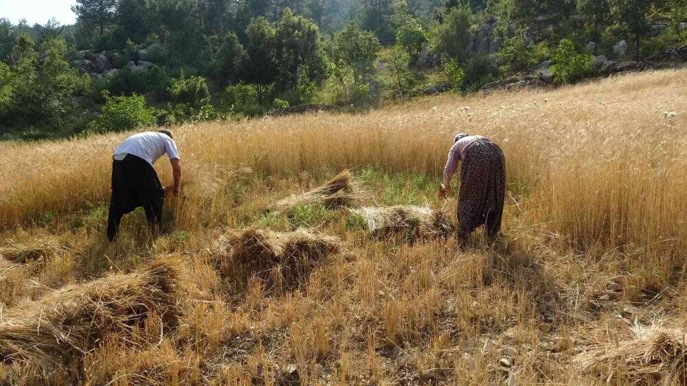 Binlerce yıllık geçmişi olan siyez buğdayını Kozan’da yetiştirdi