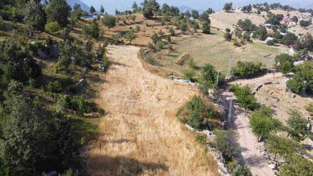 Binlerce yıllık geçmişi olan siyez buğdayını Kozan’da yetiştirdi