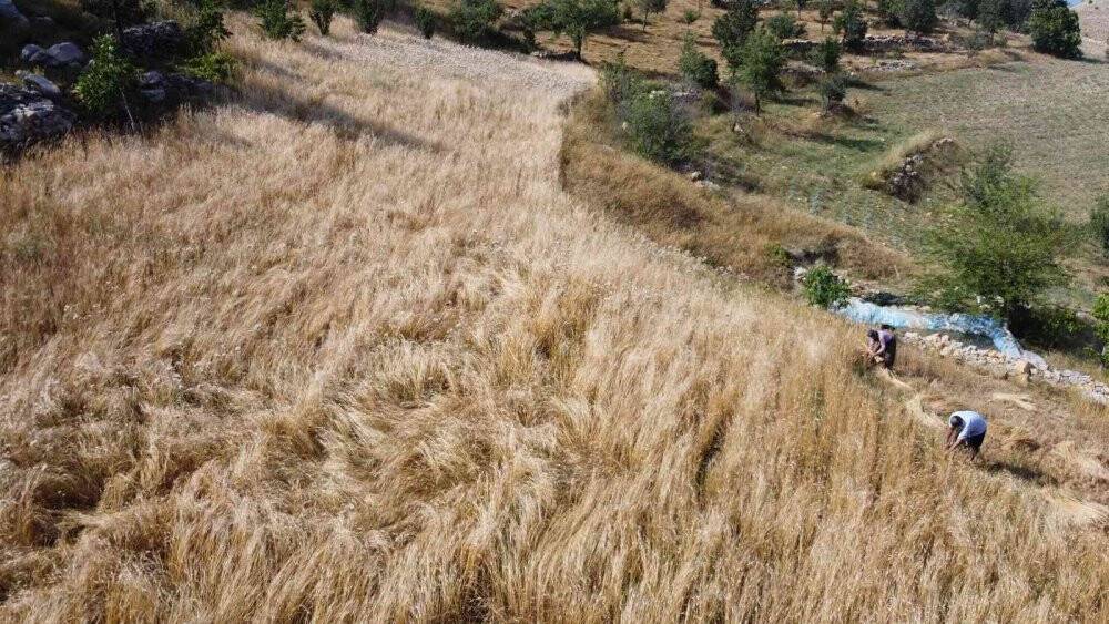 Binlerce yıllık geçmişi olan siyez buğdayını Kozan’da yetiştirdi