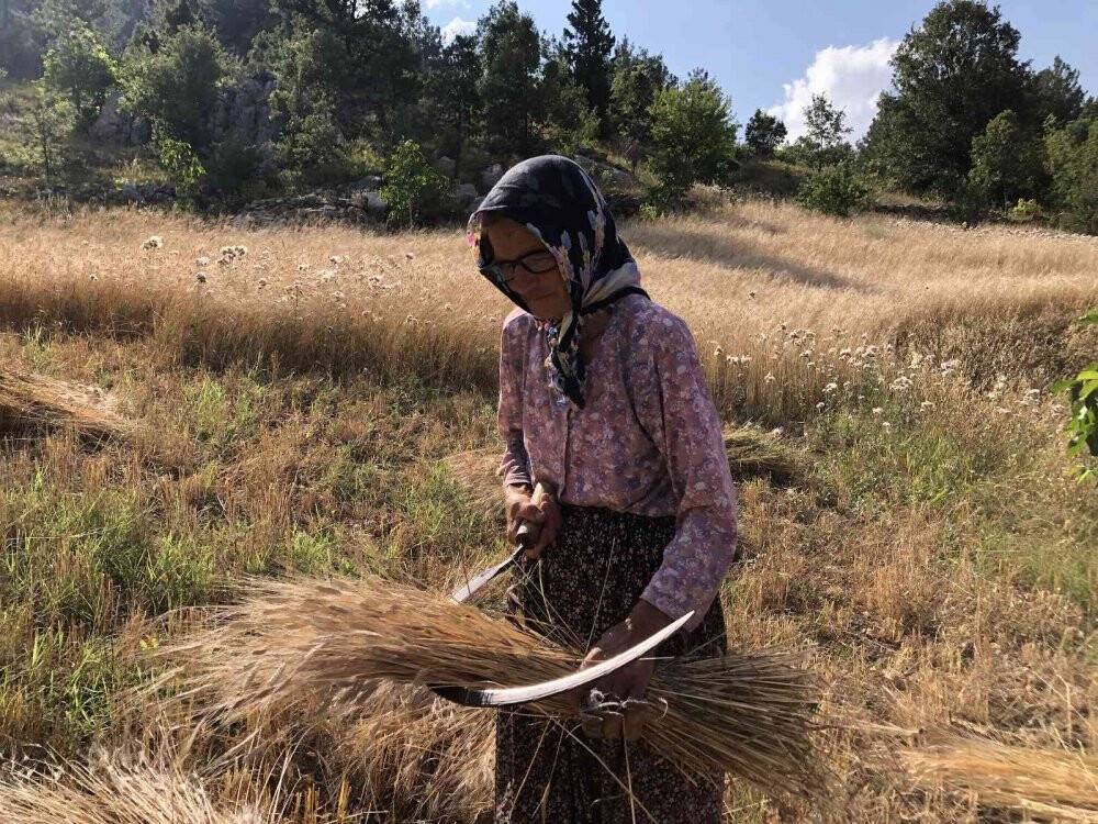 Binlerce yıllık geçmişi olan siyez buğdayını Kozan’da yetiştirdi