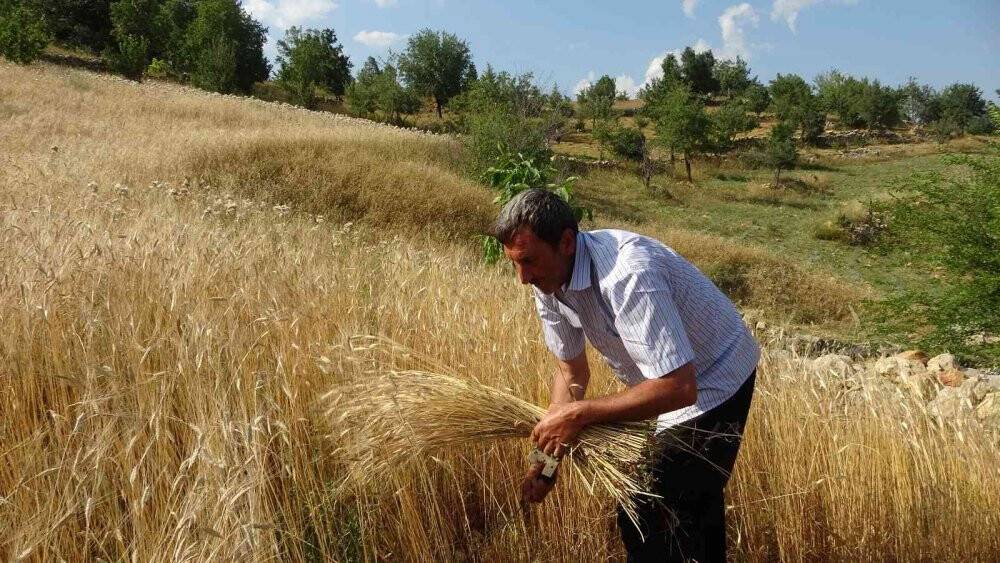 Binlerce yıllık geçmişi olan siyez buğdayını Kozan’da yetiştirdi