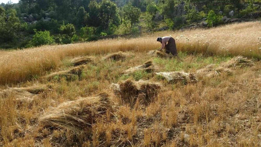 Binlerce yıllık geçmişi olan siyez buğdayını Kozan’da yetiştirdi