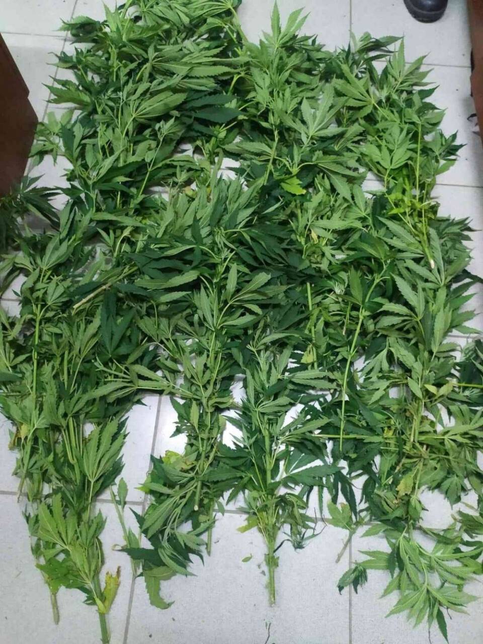 Ormanlık alanı kenevir bahçesine çevirmişler