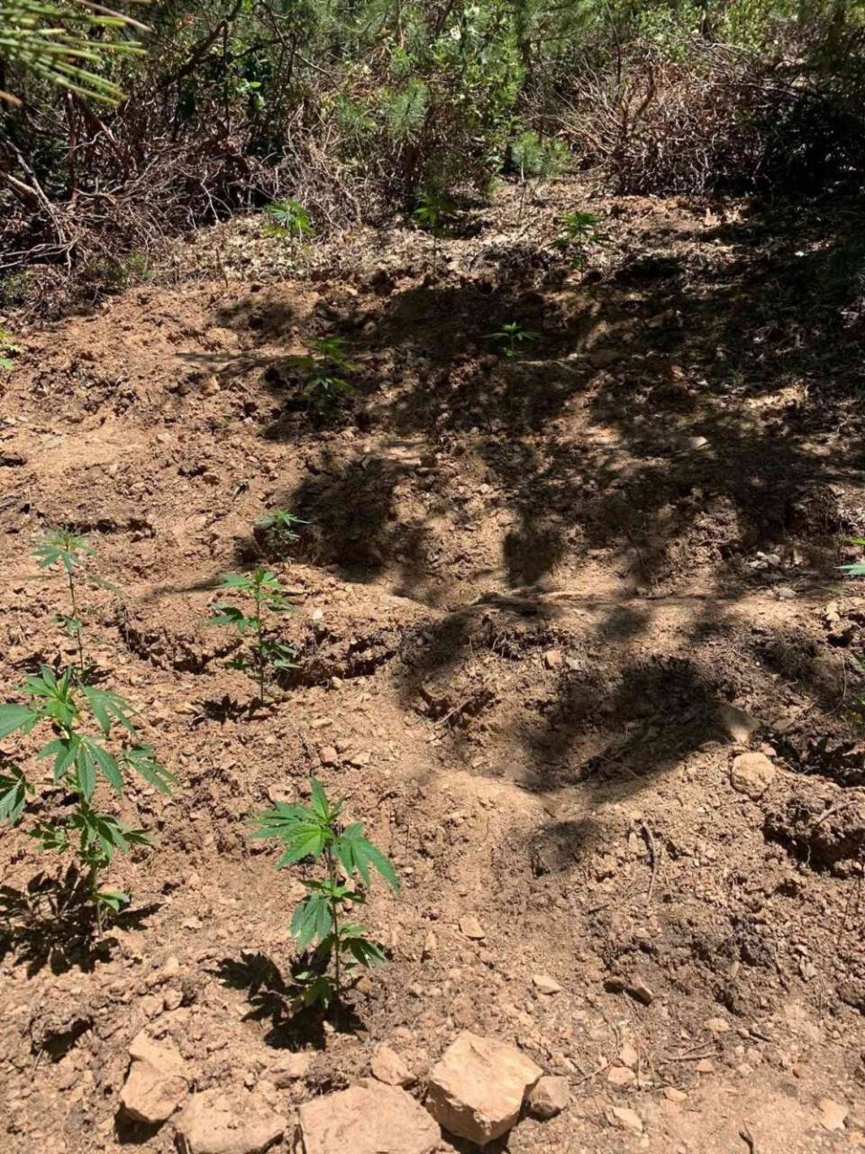 Ormanlık alanı kenevir bahçesine çevirmişler