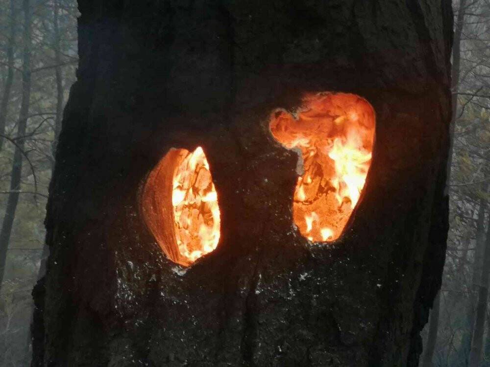 Datça’da günün ilk ışıkları ile birlikte orman yangınına havadan müdahale yeniden başladı