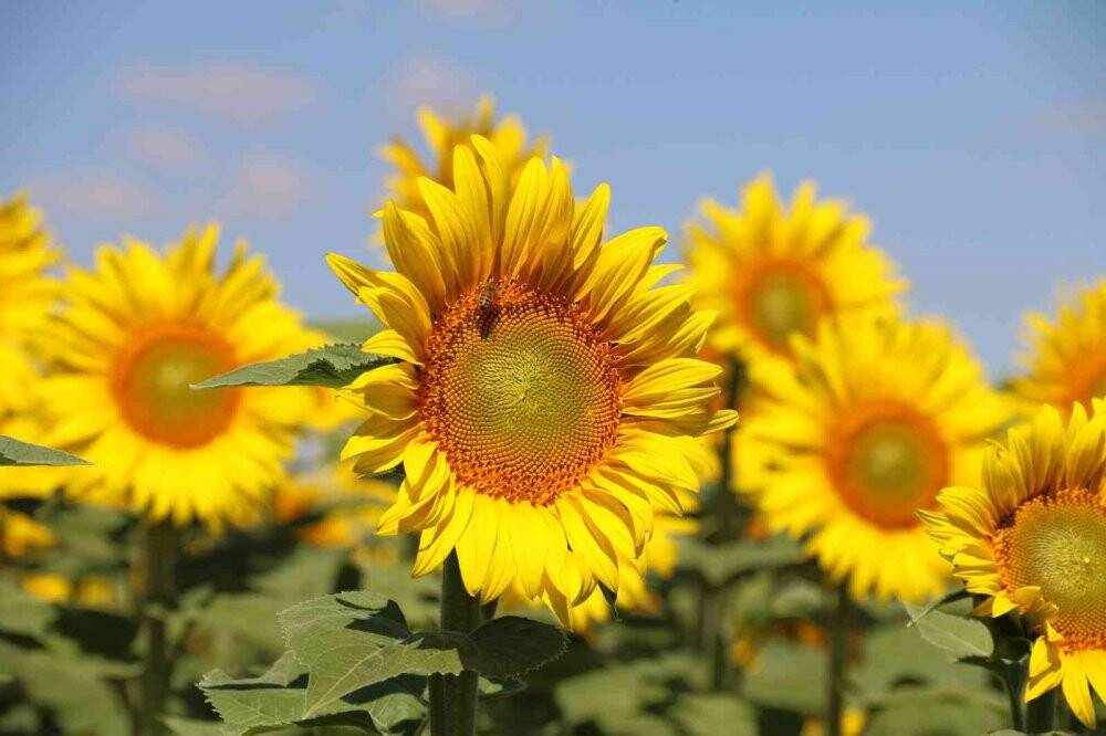 Ayçiçeği tarlalarında eşsiz manzaralar