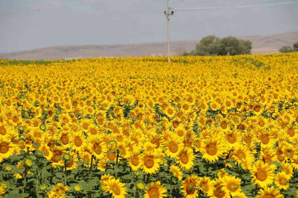 Ayçiçeği tarlalarında eşsiz manzaralar