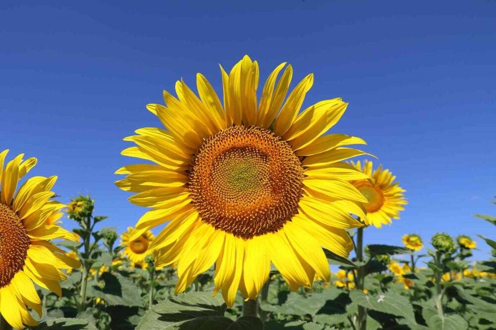 Ayçiçeği tarlalarında eşsiz manzaralar