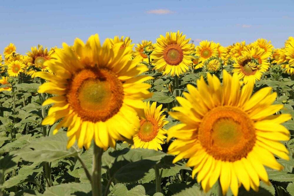 Ayçiçeği tarlalarında eşsiz manzaralar