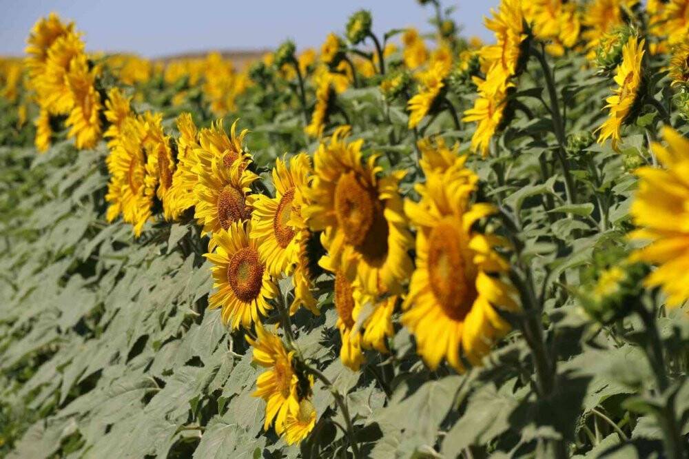 Ayçiçeği tarlalarında eşsiz manzaralar