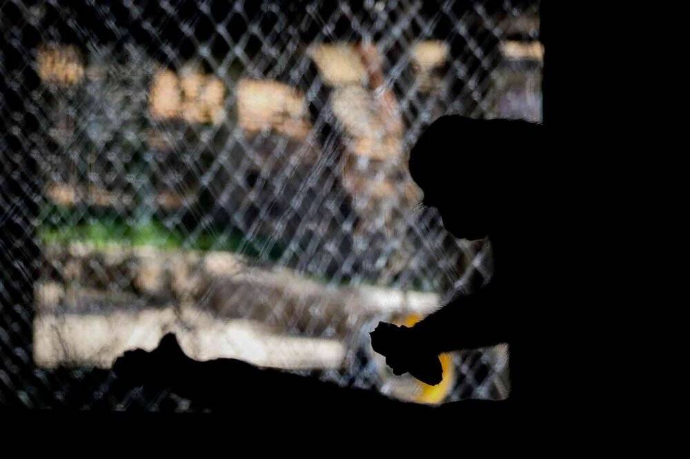 Maymunlara özel buzlu meyve kokteyli, lama ve yaklara fıskiyeli serinlik