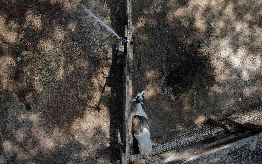 Maymunlara özel buzlu meyve kokteyli, lama ve yaklara fıskiyeli serinlik