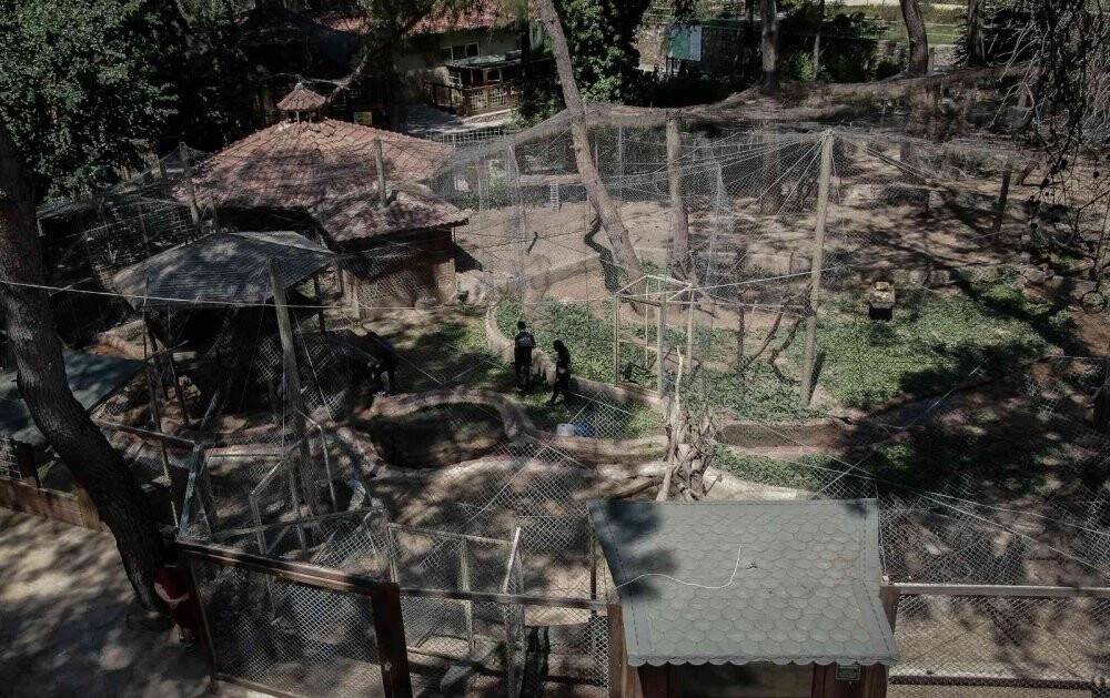 Maymunlara özel buzlu meyve kokteyli, lama ve yaklara fıskiyeli serinlik