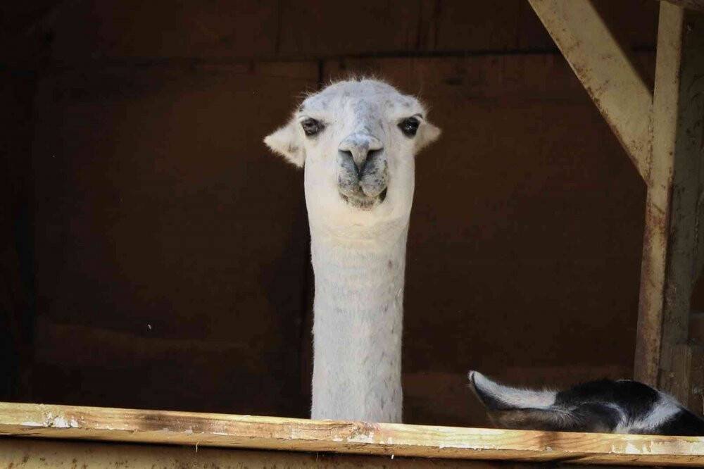 Maymunlara özel buzlu meyve kokteyli, lama ve yaklara fıskiyeli serinlik