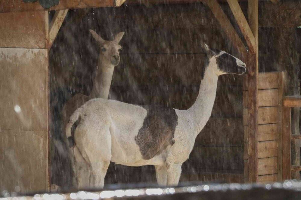 Maymunlara özel buzlu meyve kokteyli, lama ve yaklara fıskiyeli serinlik