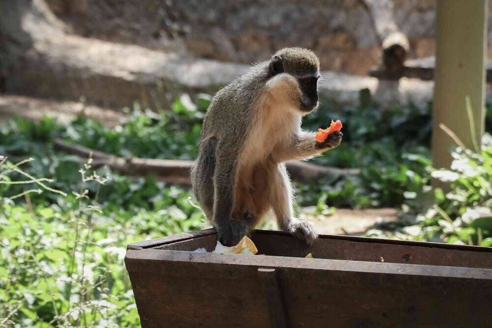 Maymunlara özel buzlu meyve kokteyli, lama ve yaklara fıskiyeli serinlik