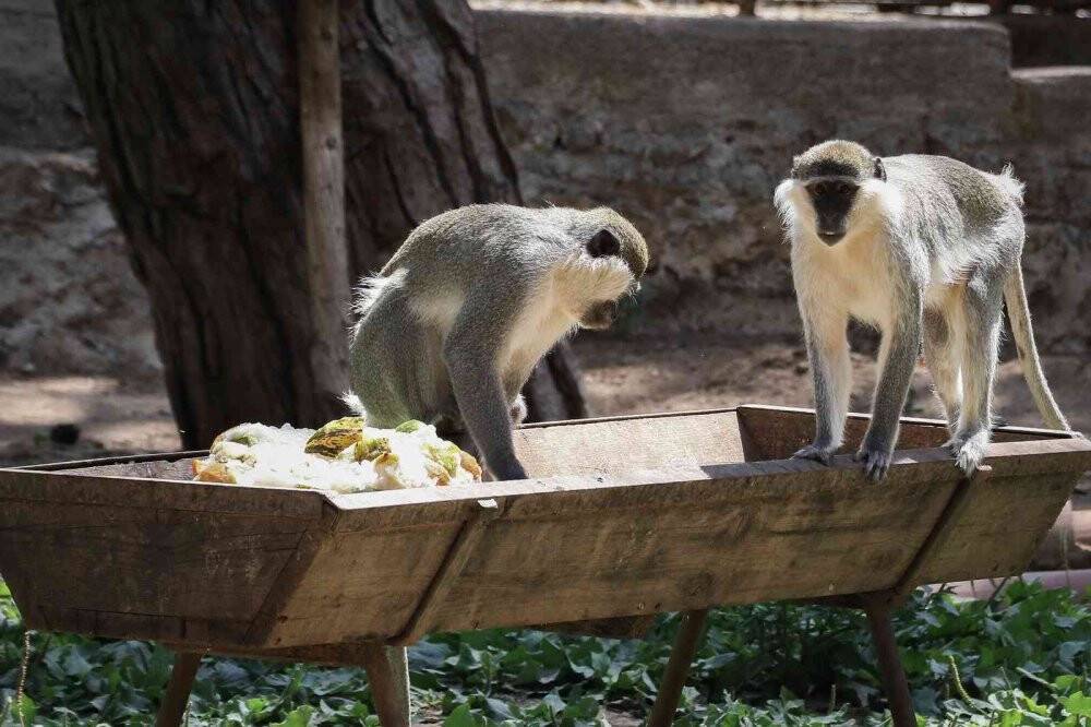 Maymunlara özel buzlu meyve kokteyli, lama ve yaklara fıskiyeli serinlik